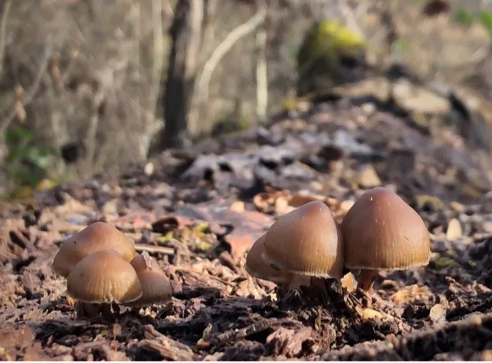 Brown Mushrooms in the foreground with a forest scene in the back.